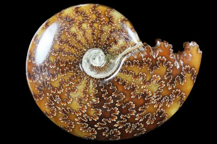 Polished, Agatized Ammonite (Cleoniceras) - Madagascar #94249